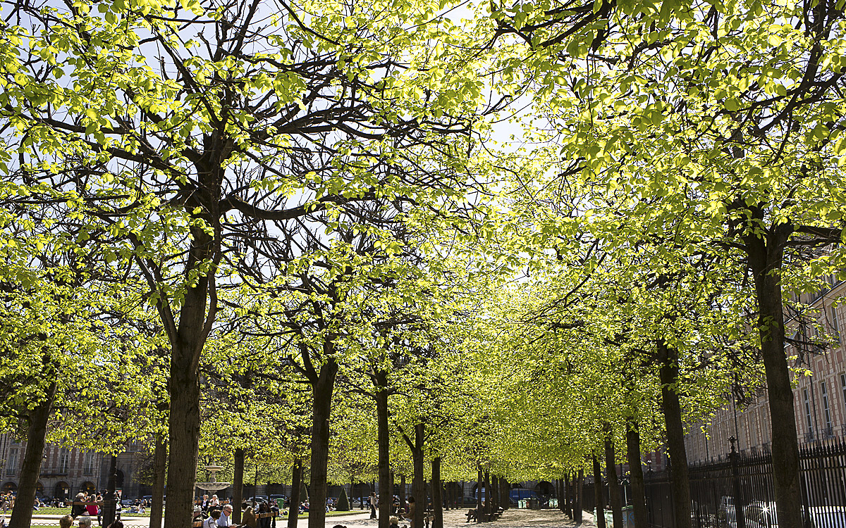 You are currently viewing Planter davantage d’arbres en ville pourrait sauver des milliers de vies l’été !